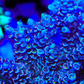 TSA Smurf Smasher Acropora Coral
