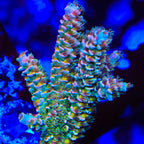 TSA Mango Passion Tenuis Acropora Coral