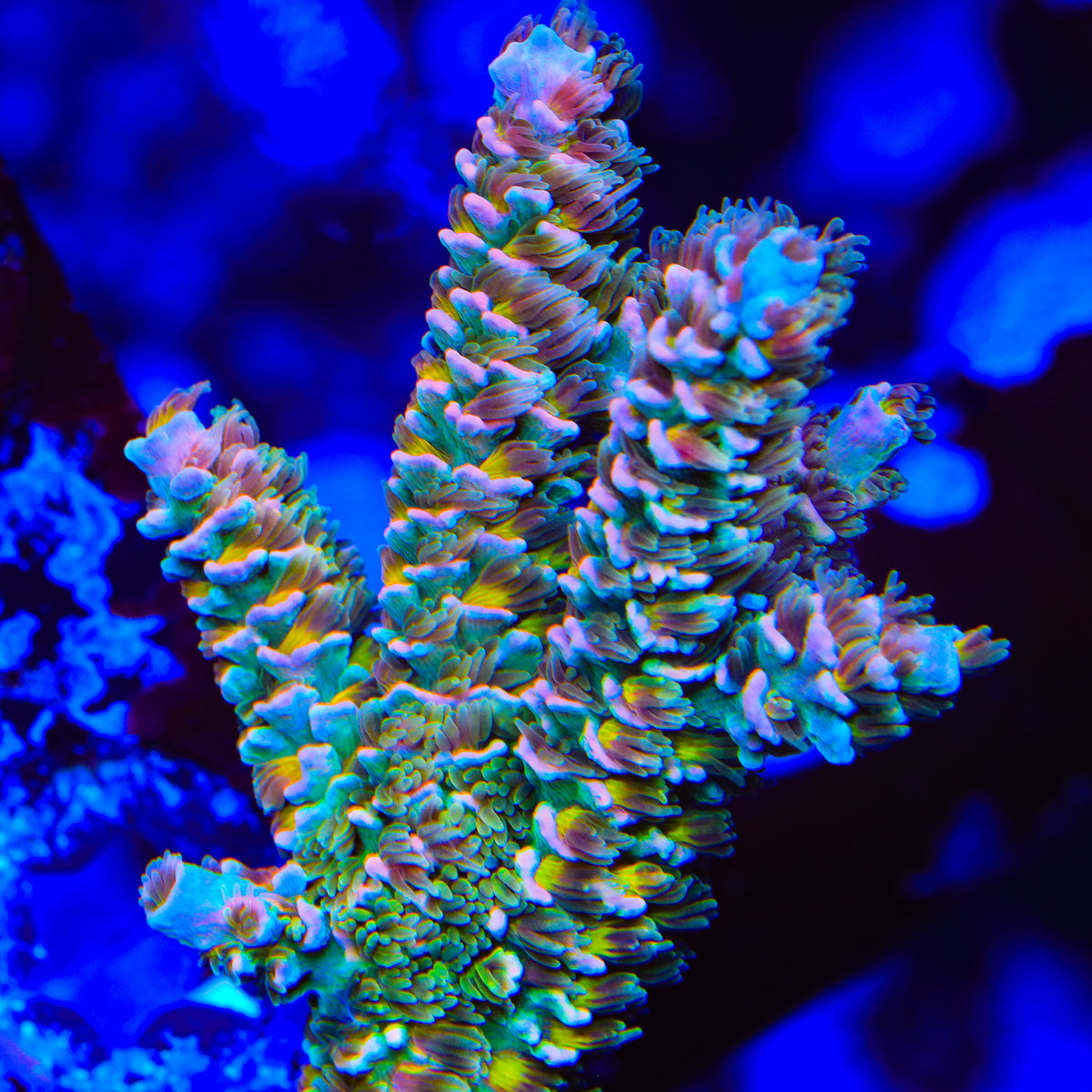 TSA Crypt Walker Acropora Coral
