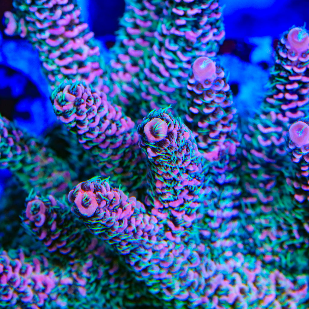 CRT Big Red Millipora Acropora Coral