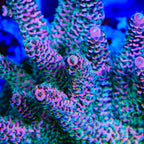 CRT Big Red Millipora Acropora Coral