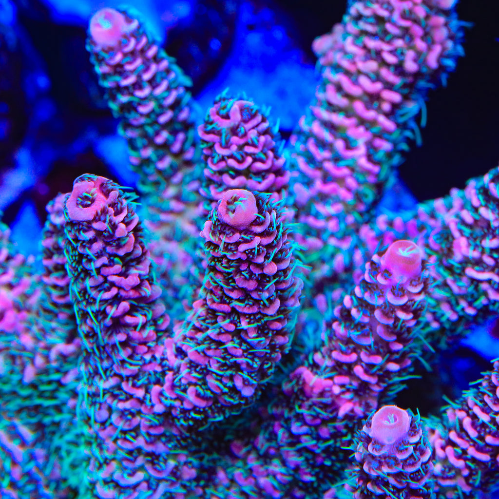 CRT Big Red Millipora Acropora Coral