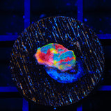TSA Rainbow Explosion Chalice Coral