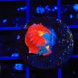 WWC Jelly Bean Chalice Coral