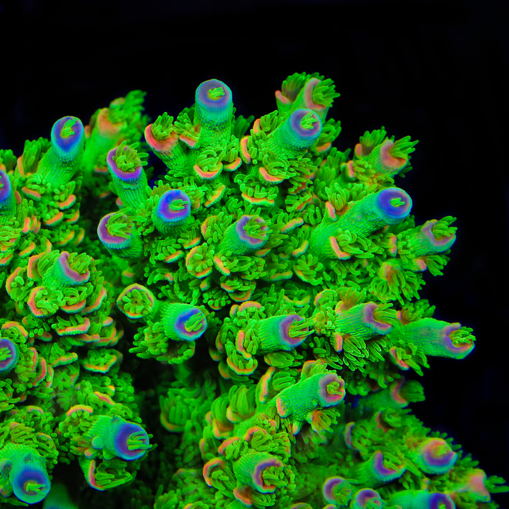 TSA Peter Pan Tenuis Acropora Coral