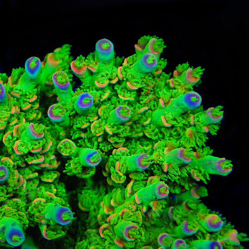 TSA Peter Pan Tenuis Acropora Coral