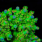 TSA Peter Pan Tenuis Acropora Coral