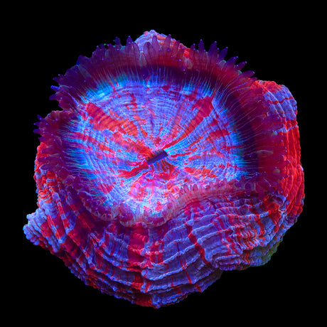 Rainbow Acanthophyllia Coral - Top Shelf Aquatics