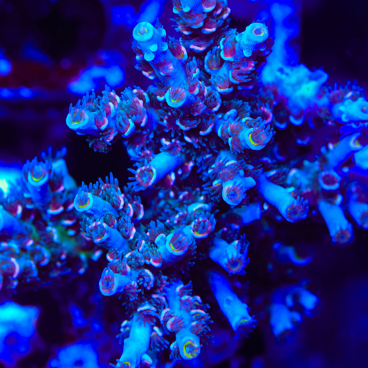 TSA Death Grimace Tenuis Acropora Coral
