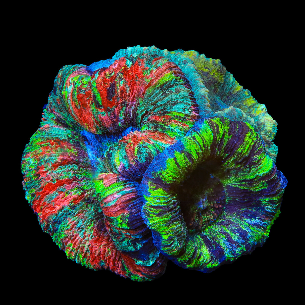 Triple Head Rainbow Trachyphyllia Coral - 4"