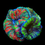 Triple Head Rainbow Trachyphyllia Coral - 4"