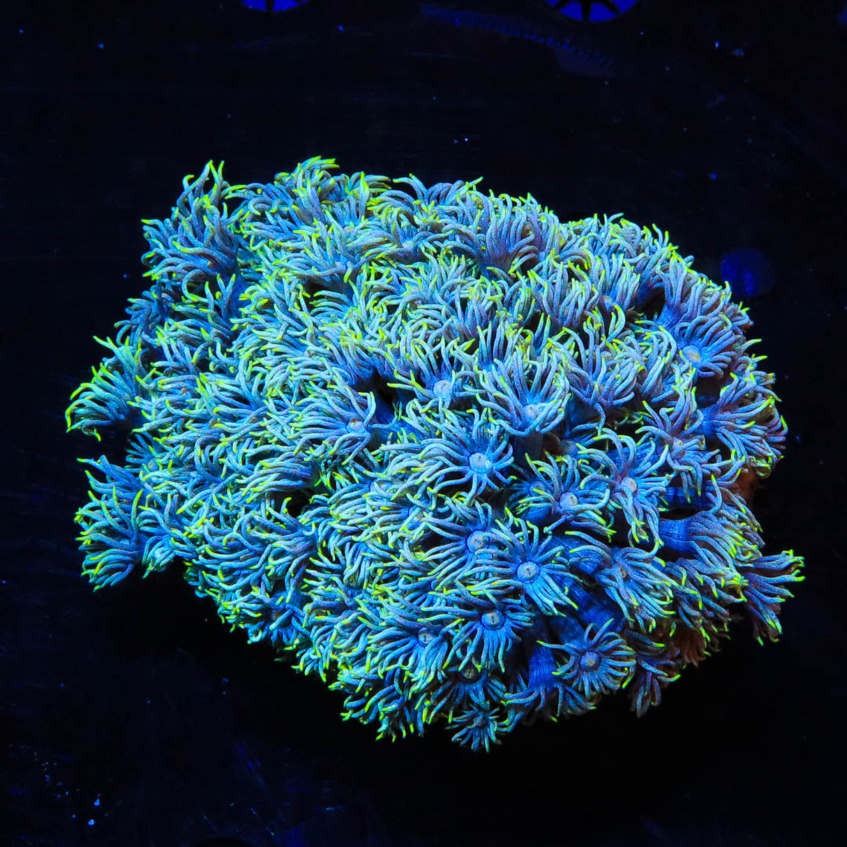 TSA Yellow Fever Goniopora Colony Coral