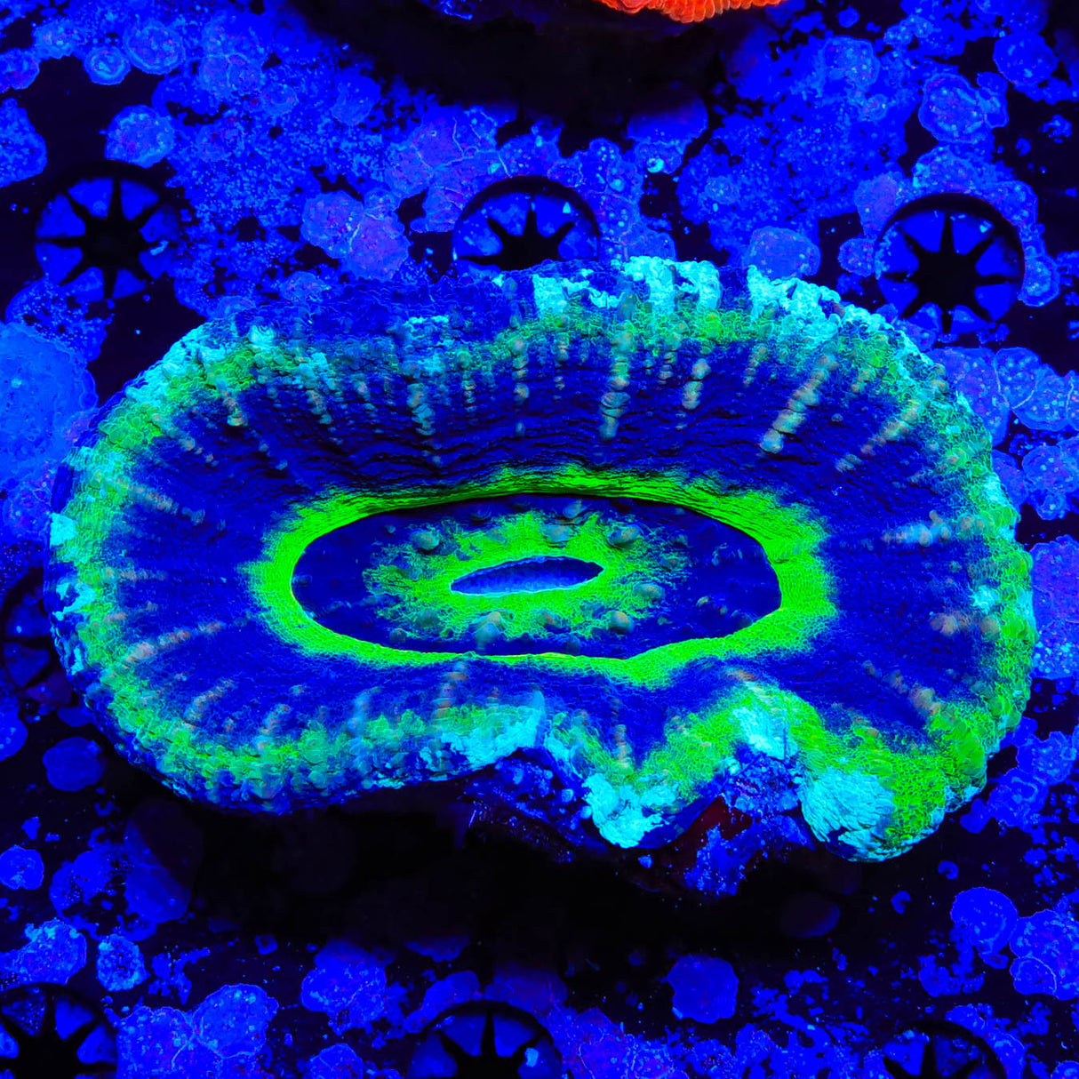 UFO Scoly Coral