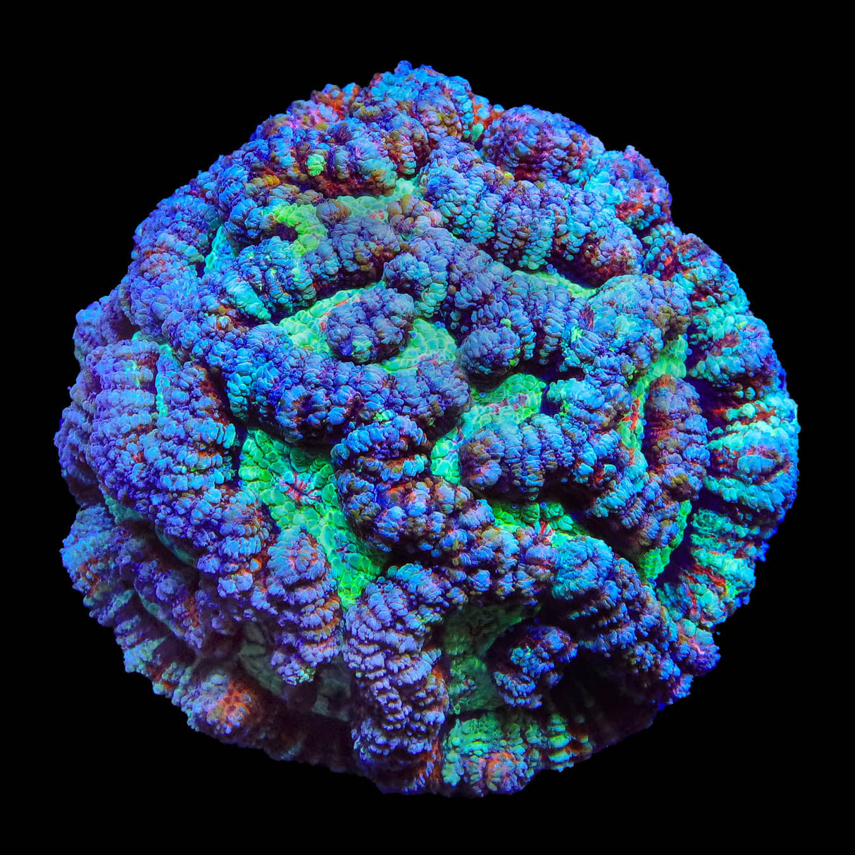 Rainbow Wilsoni Colony Coral