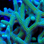 JF Enchanted Forest Birdsnest Coral