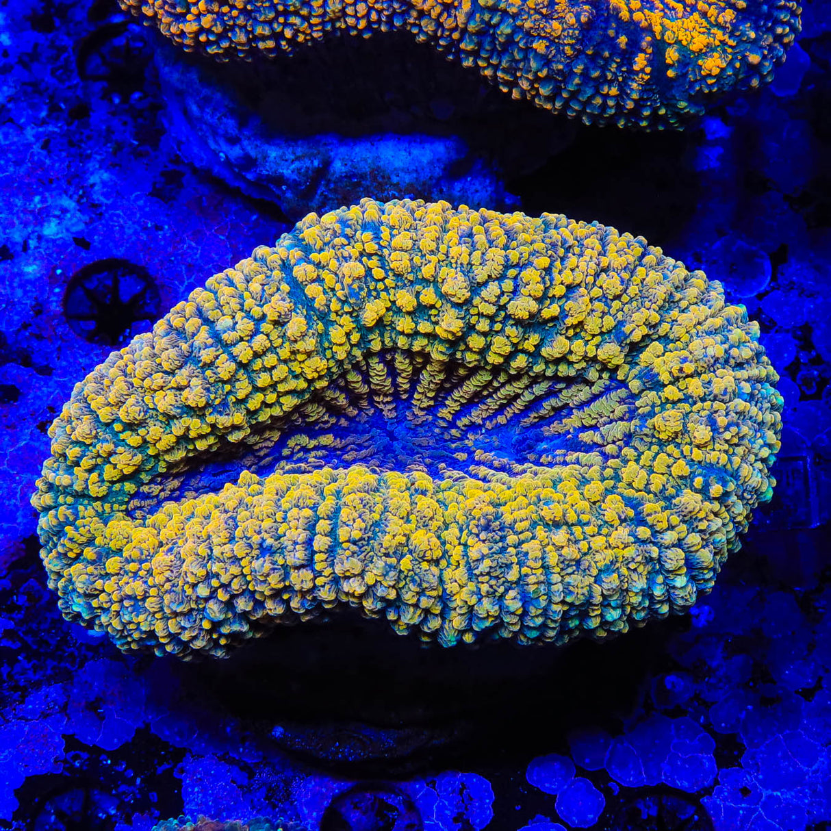 Rainbow Lobophyllia Coral