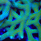 JF Enchanted Forest Birdsnest Coral
