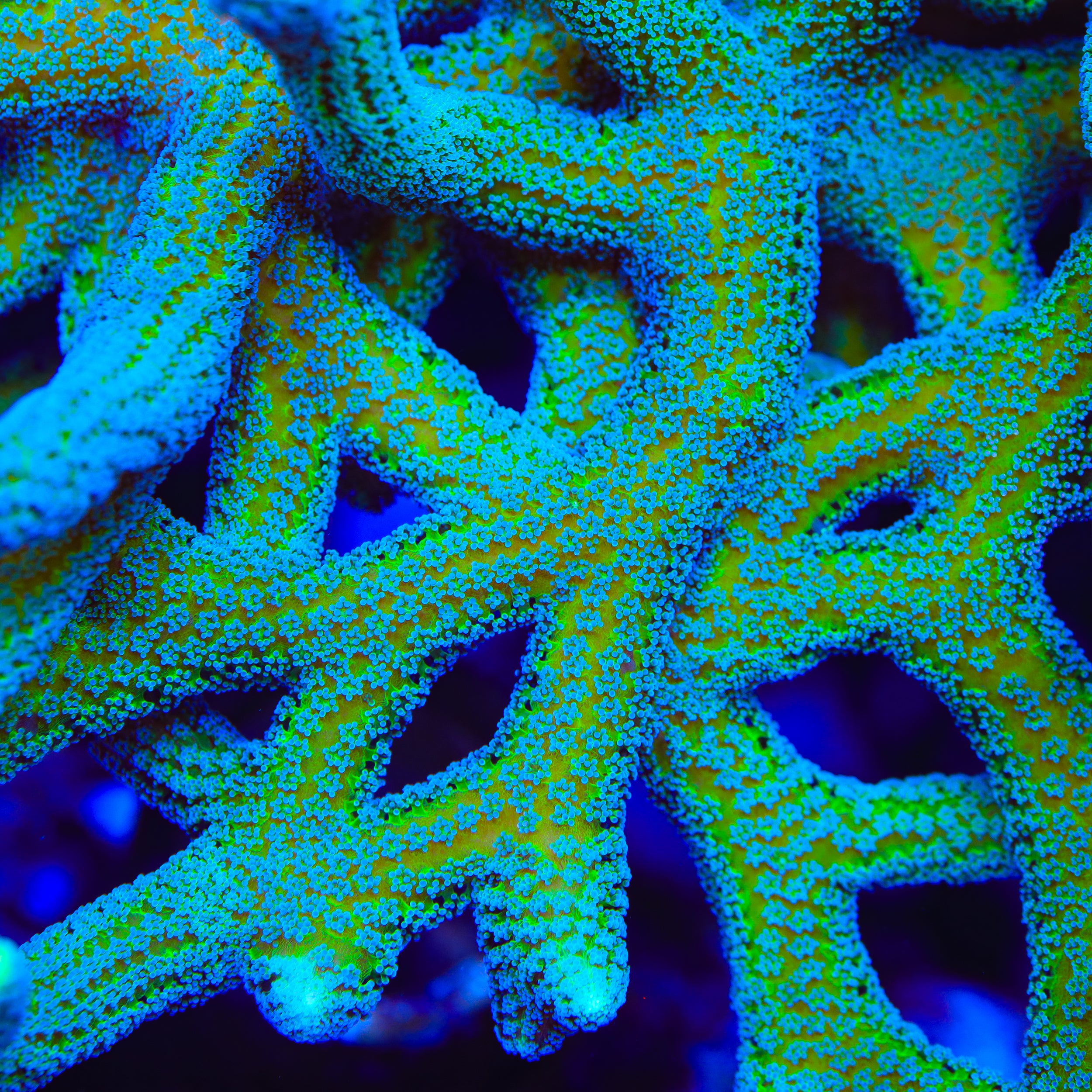 JF Enchanted Forest Birdsnest Coral