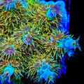 ACI Dirty Insanity Acropora Coral