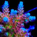 RRA Ultimate Orange Passion Acropora Coral
