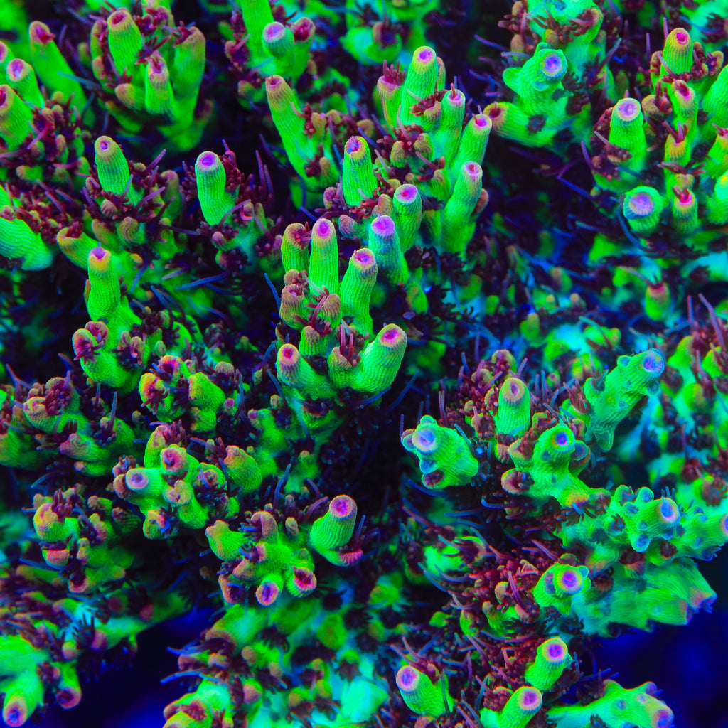 TSA Strawberry Shortcake Acropora Coral