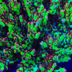 TSA Strawberry Shortcake Acropora Coral