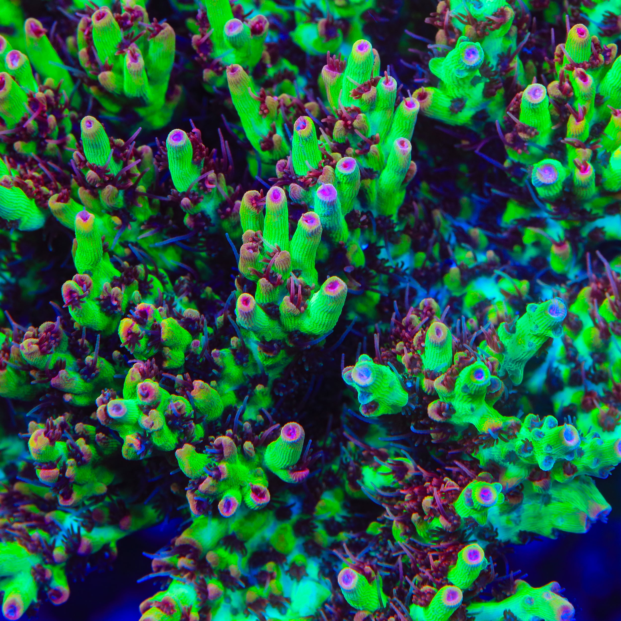 TSA Strawberry Shortcake Acropora Coral