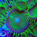 TSA Colossal Green Palythoa Zoanthids Coral