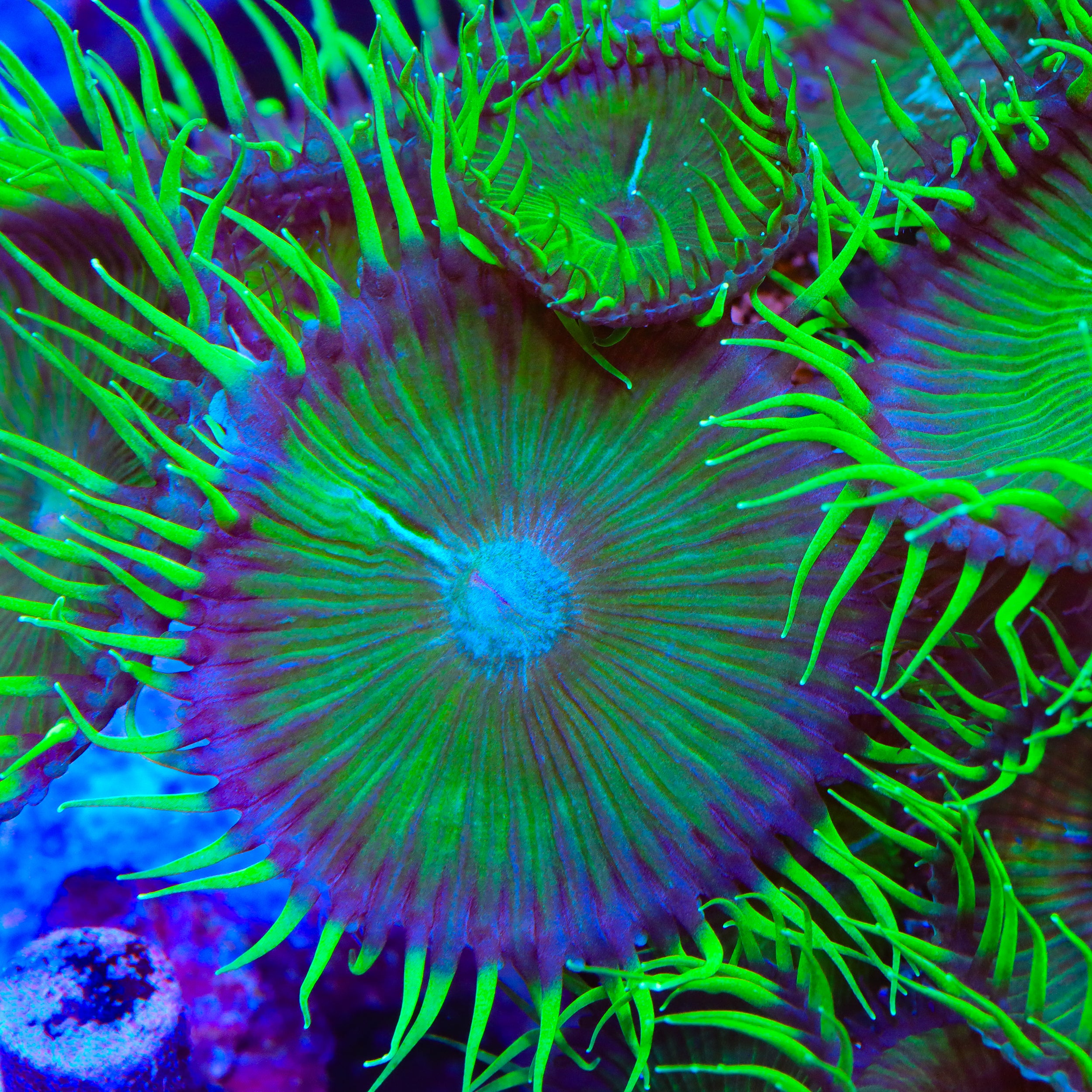 TSA Colossal Green Palythoa Zoanthids Coral