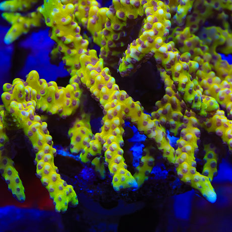 RRC Goldenrod Anacropora Coral - Top Shelf Aquatics