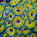 TSA Nuclear Death Palythoa Zoanthids Coral