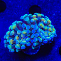 Fire Dancer Hammer Coral