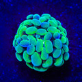 Streaker Hammer Coral
