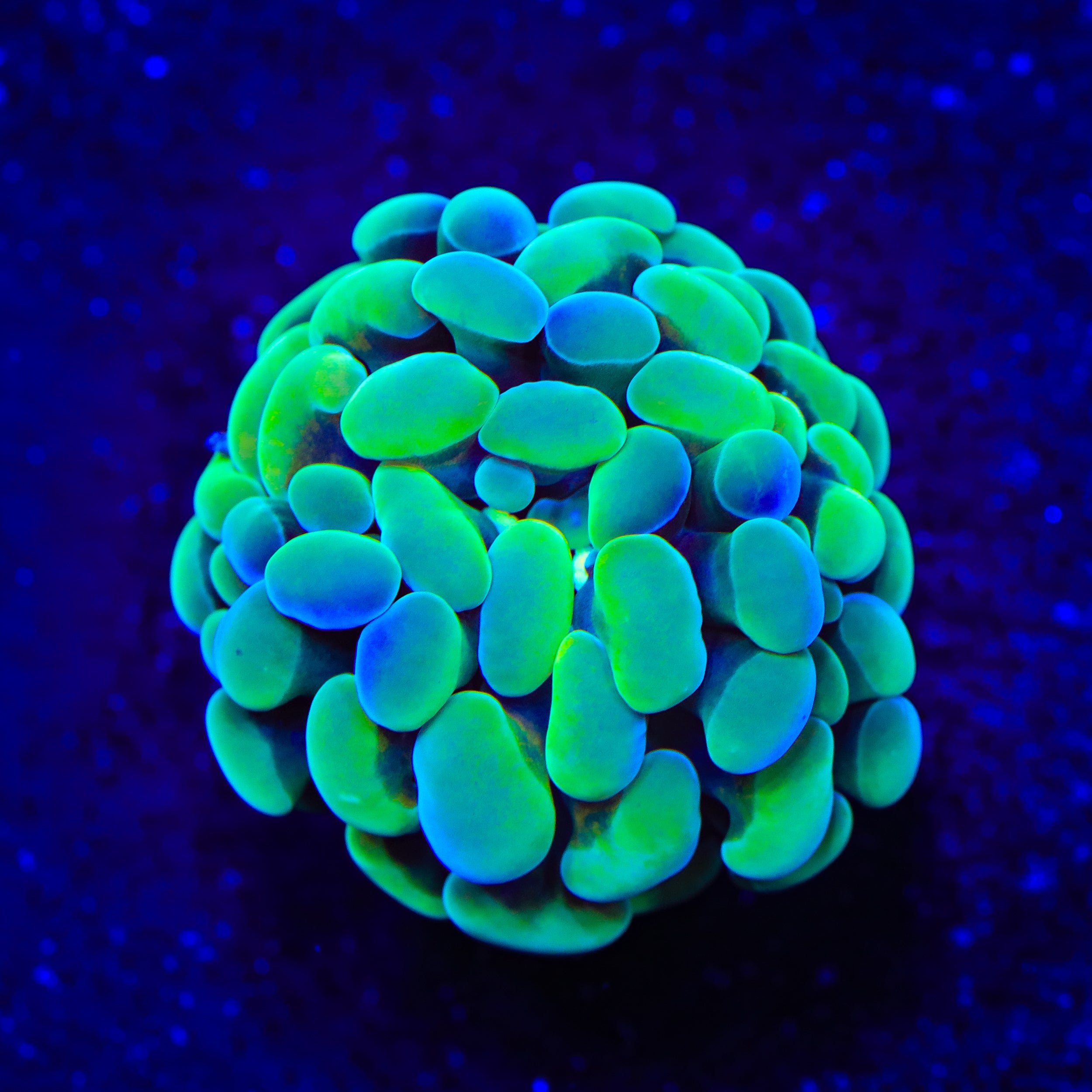 Streaker Hammer Coral