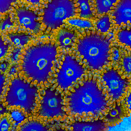 Rainbow Yoda Zoanthid Coral - Top Shelf Aquatics