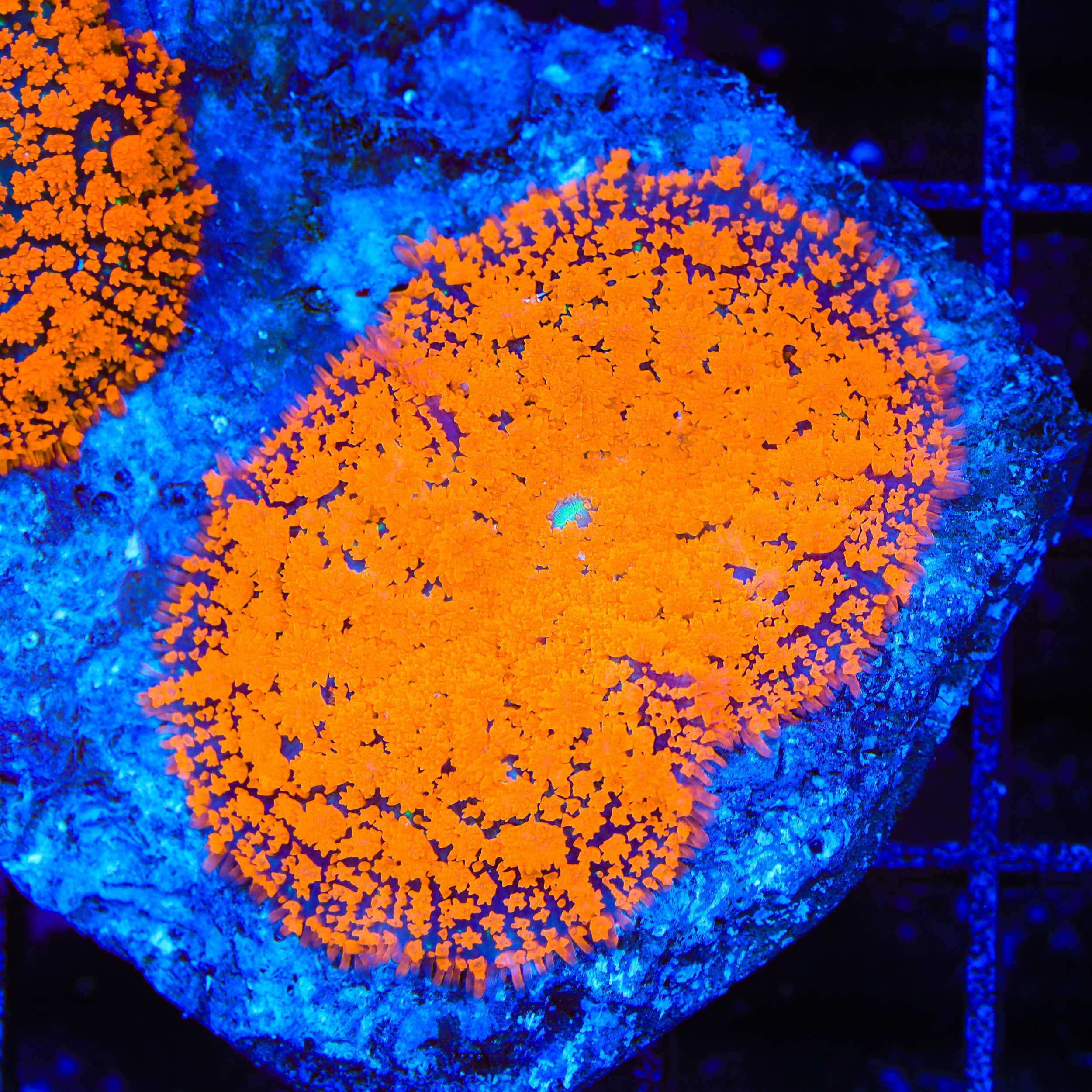 Radiation Mushroom Coral