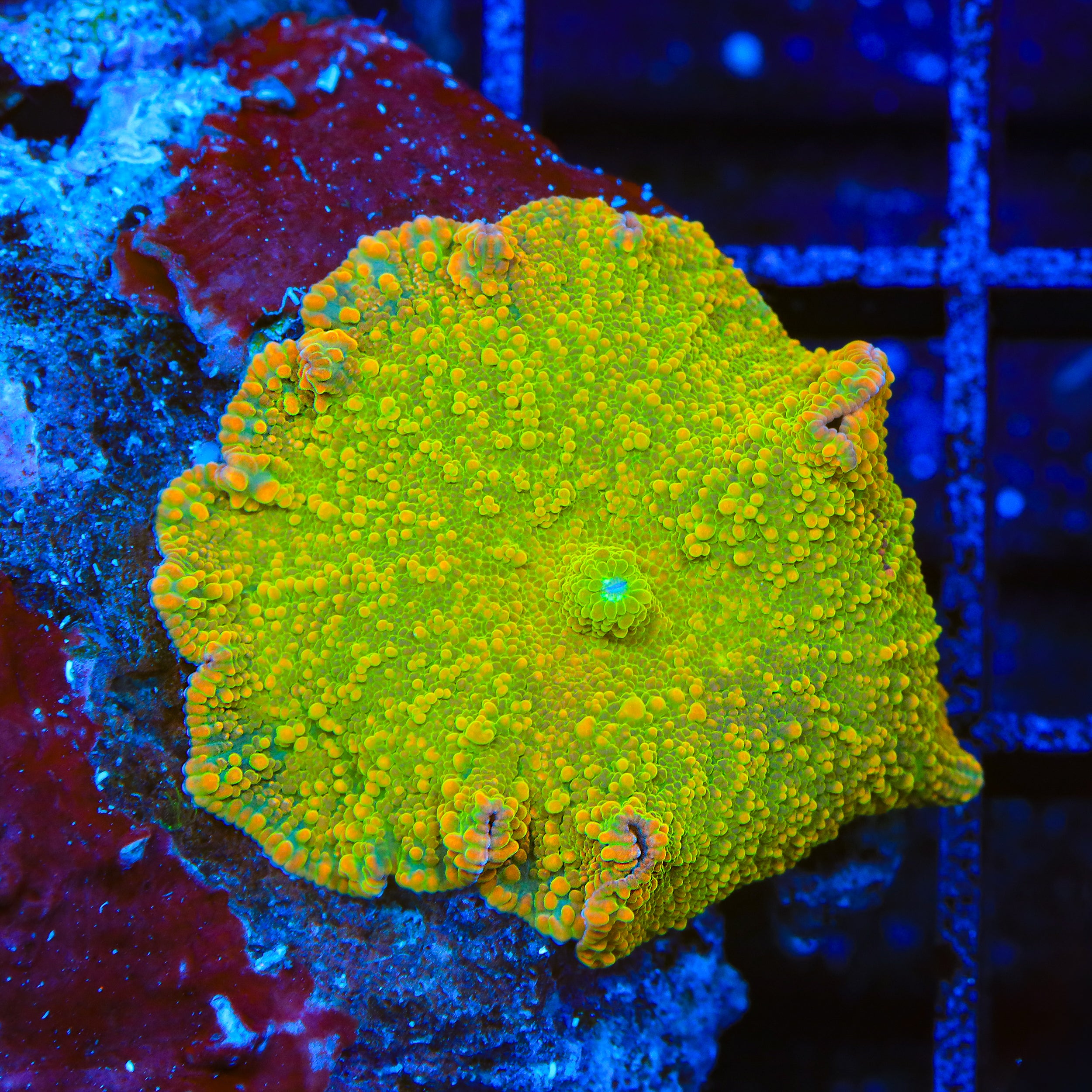 Malibu Sunset Mushroom Coral