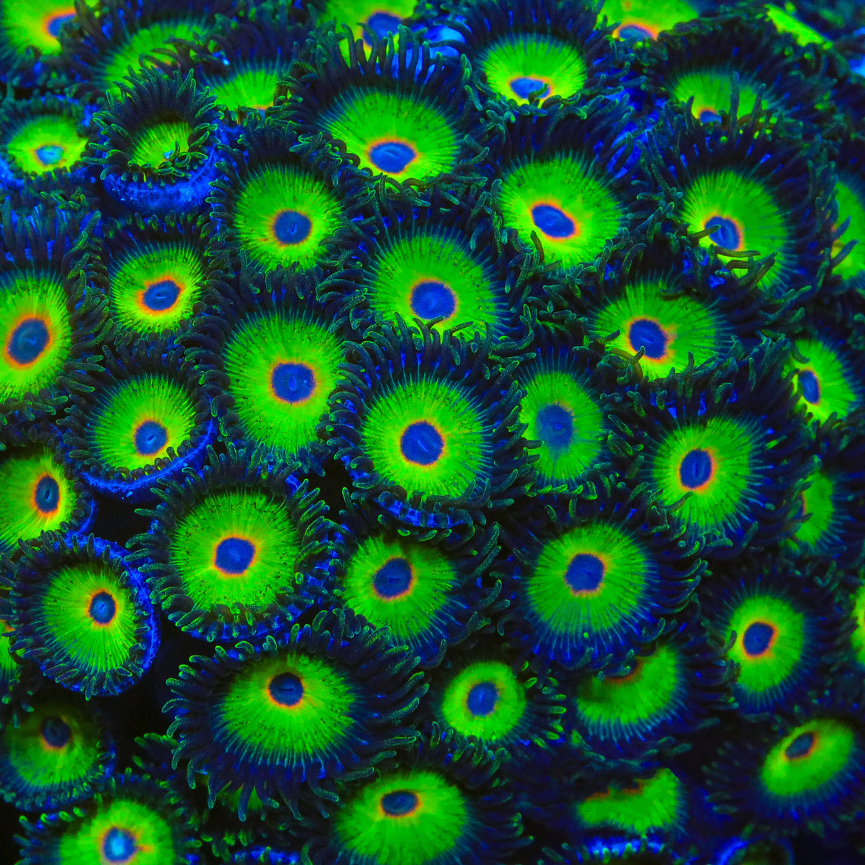 WWC Island Time Zoanthid Coral - Top Shelf Aquatics