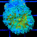 Rainbow Yuma Mushroom Coral