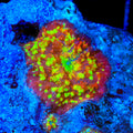 TSA Trippin Ballz Bounce Mushroom Coral
