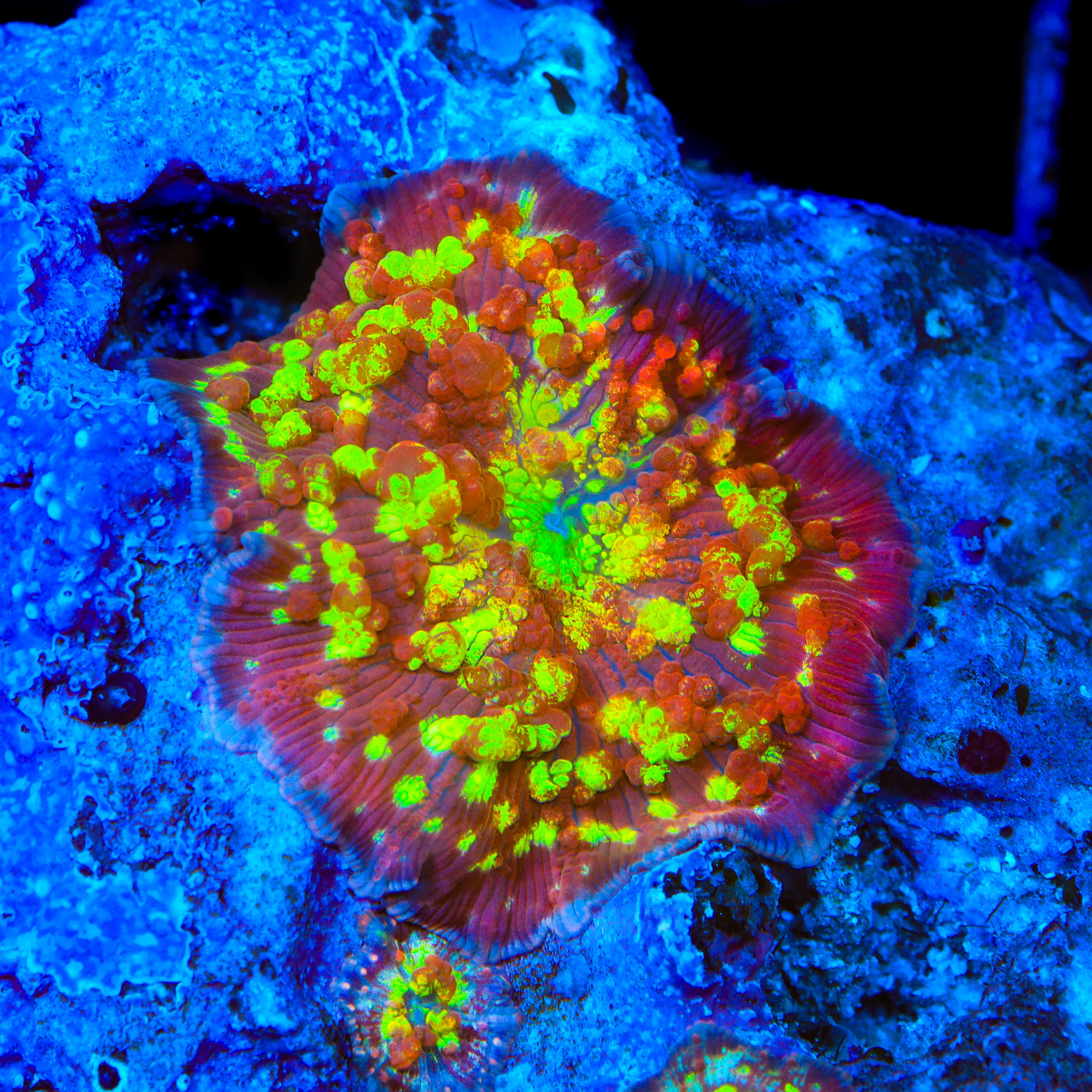 TSA Trippin Ballz Bounce Mushroom Coral