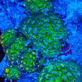 Warp Zone Mushroom Coral
