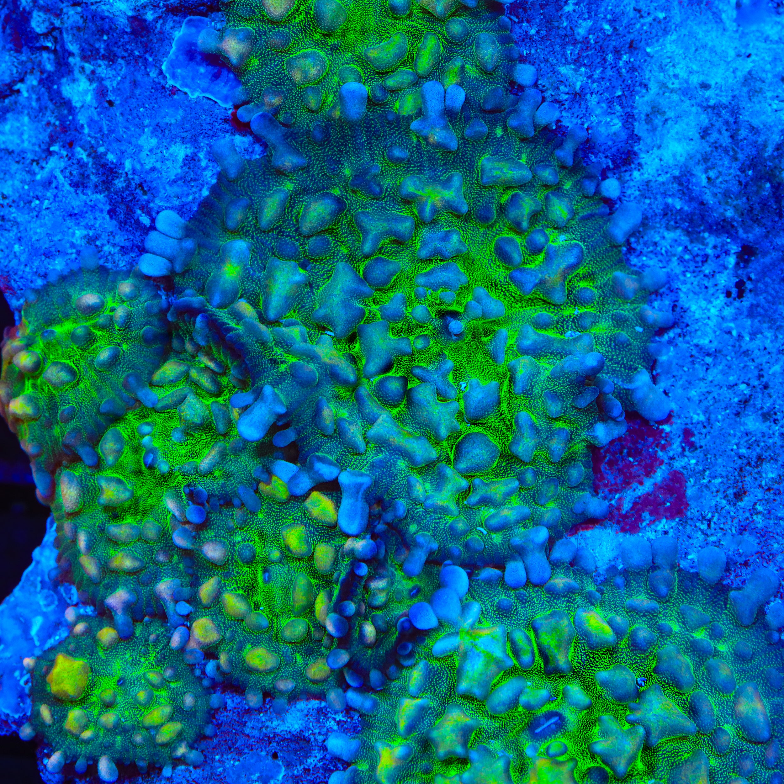 Warp Zone Mushroom Coral