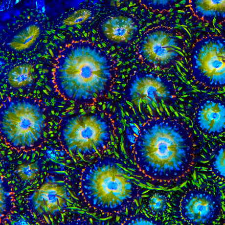 TSA Kaleidoscope Zoanthid Coral - Top Shelf Aquatics