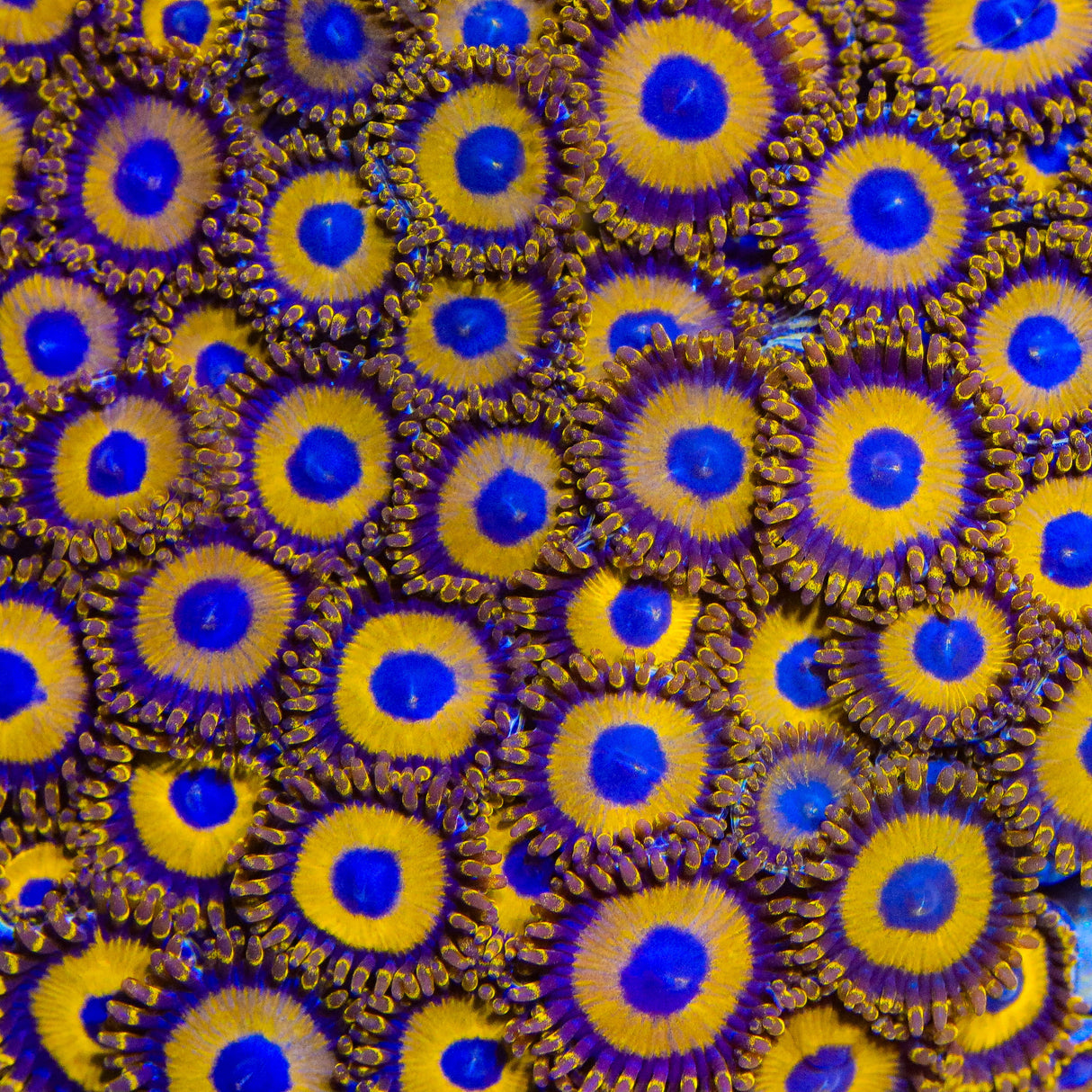 LA Lakers Zoanthids Coral - Top Shelf Aquatics