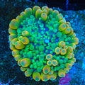 Huckleberry Yuma Mushroom Coral