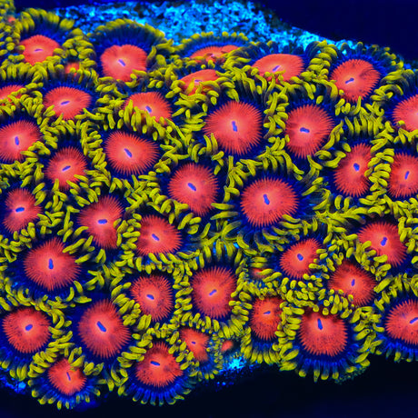 Yellow Brick Road Zoanthids Coral - Top Shelf Aquatics