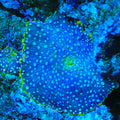Blueberry Frost Mushroom Coral