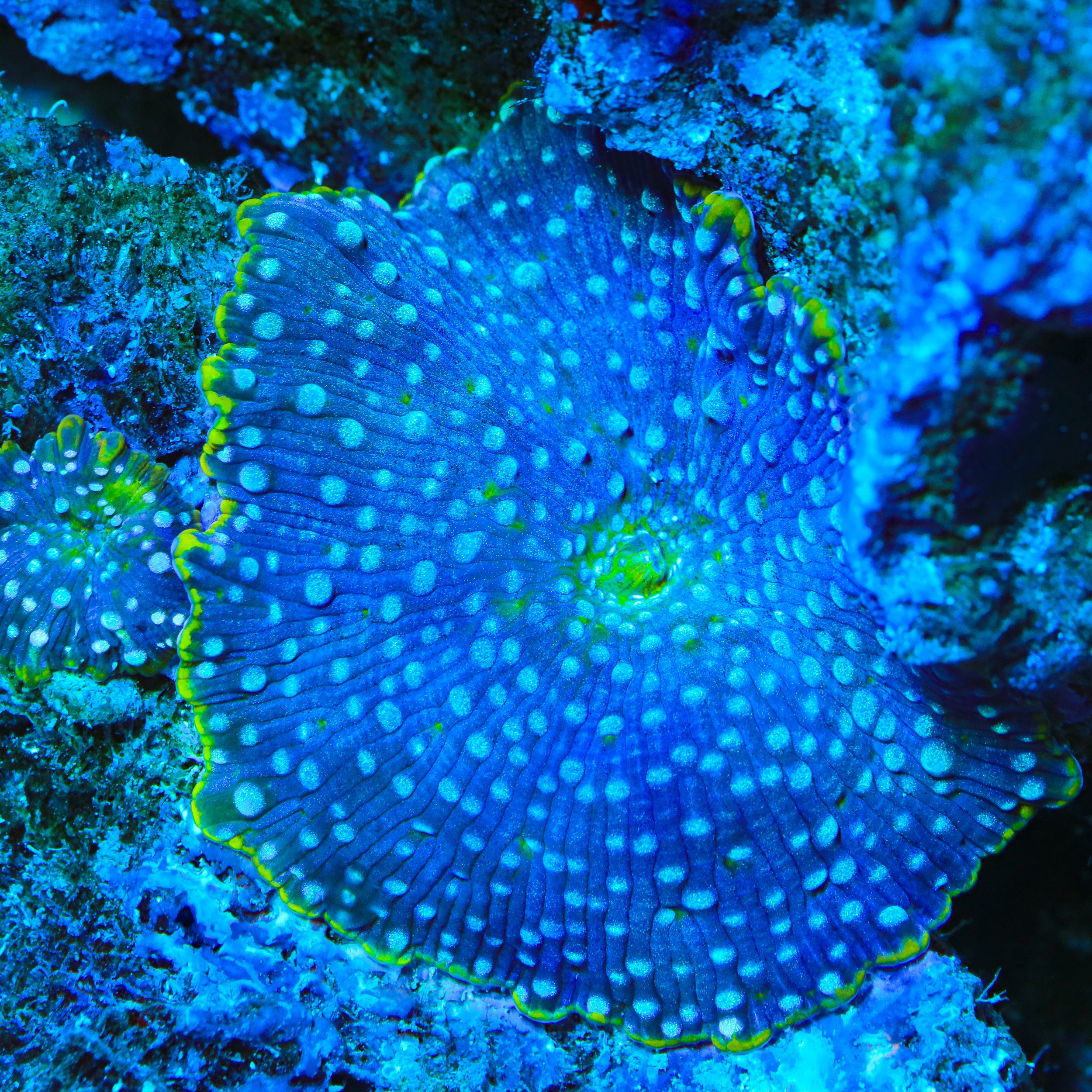 Blueberry Frost Mushroom Coral