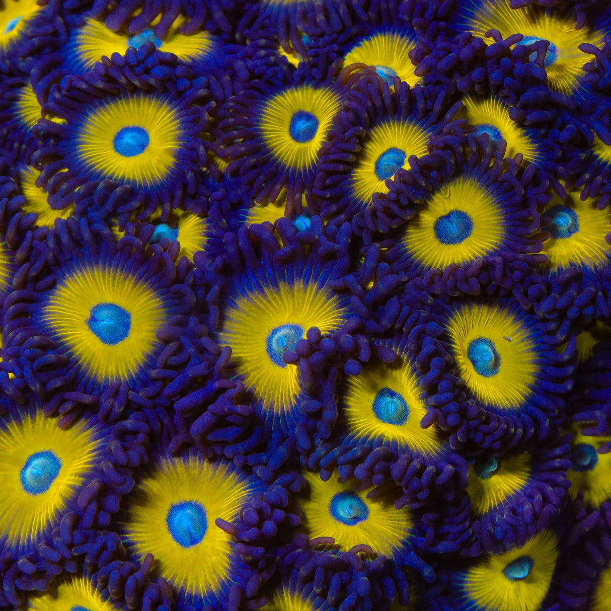 TSA Vulcan Blood Zoanthids Coral